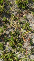 Persicaria lapathifolia lapathifolia