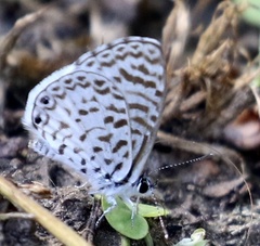Lepidoptera