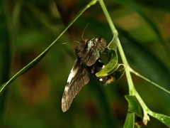 Nataxa flavescens