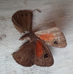 Cassionympha perissinottoi