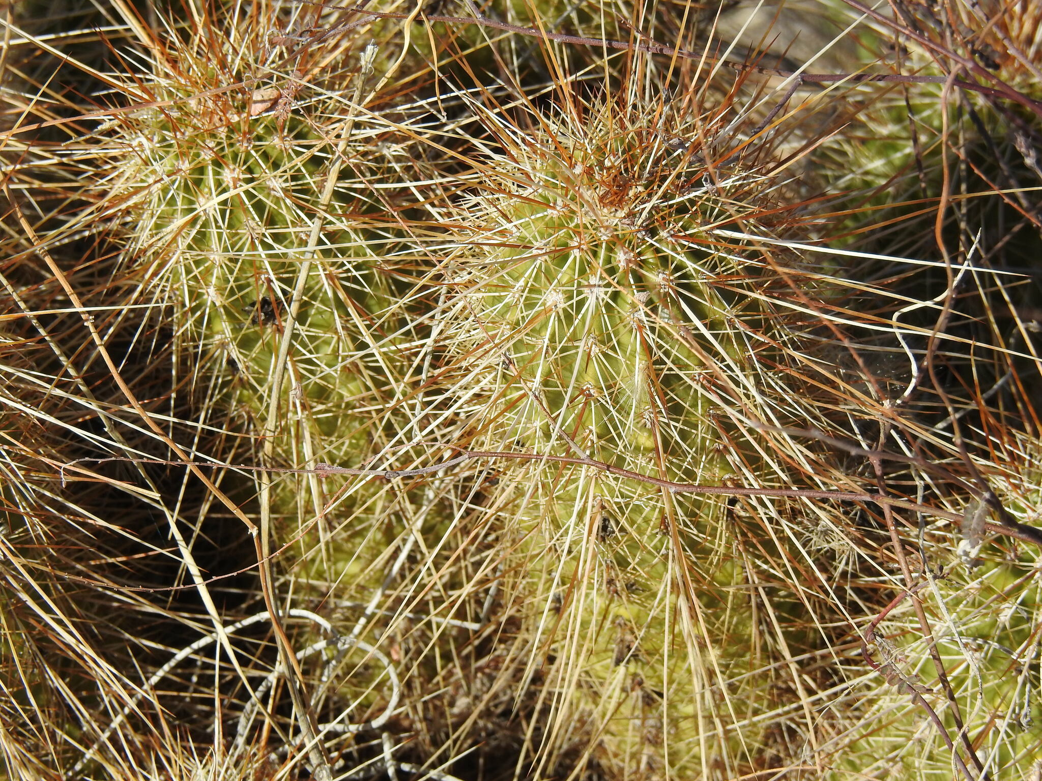 Echinocereus bonkerae | Botanico Hub
