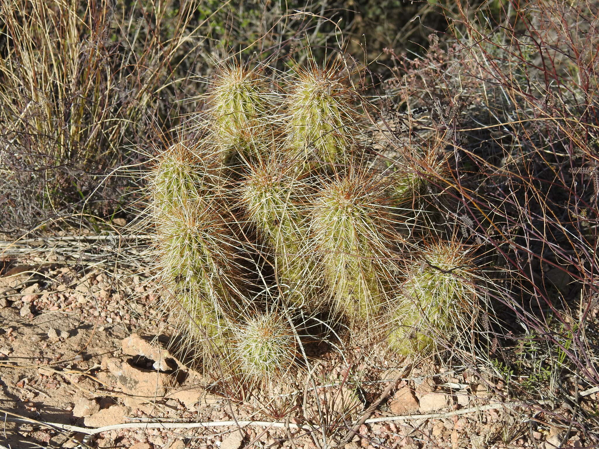 Echinocereus bonkerae | Botanico Hub