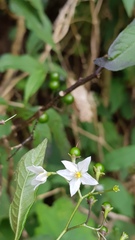 Solanum pubigerum