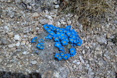 Eritrichium argenteum