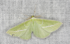 Iulops argocrana