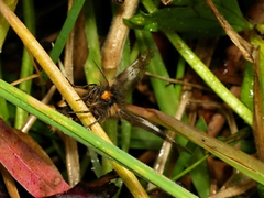 Nataxa flavescens