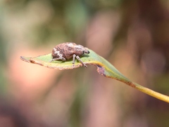 Oxyops fasciatus