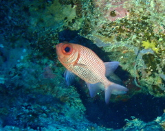 Myripristis hexagona