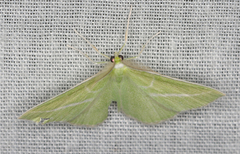 Iulops argocrana