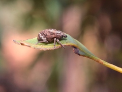 Oxyops fasciatus