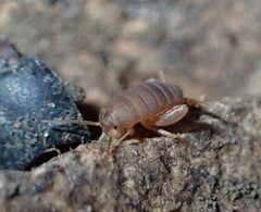 Myrmecophilus