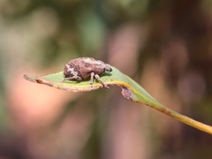 Oxyops fasciatus