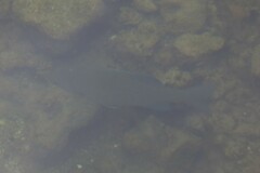 Kyphosus cinerascens