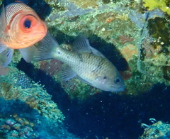 Pristicon trimaculatus