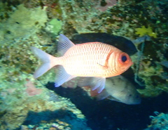 Myripristis hexagona