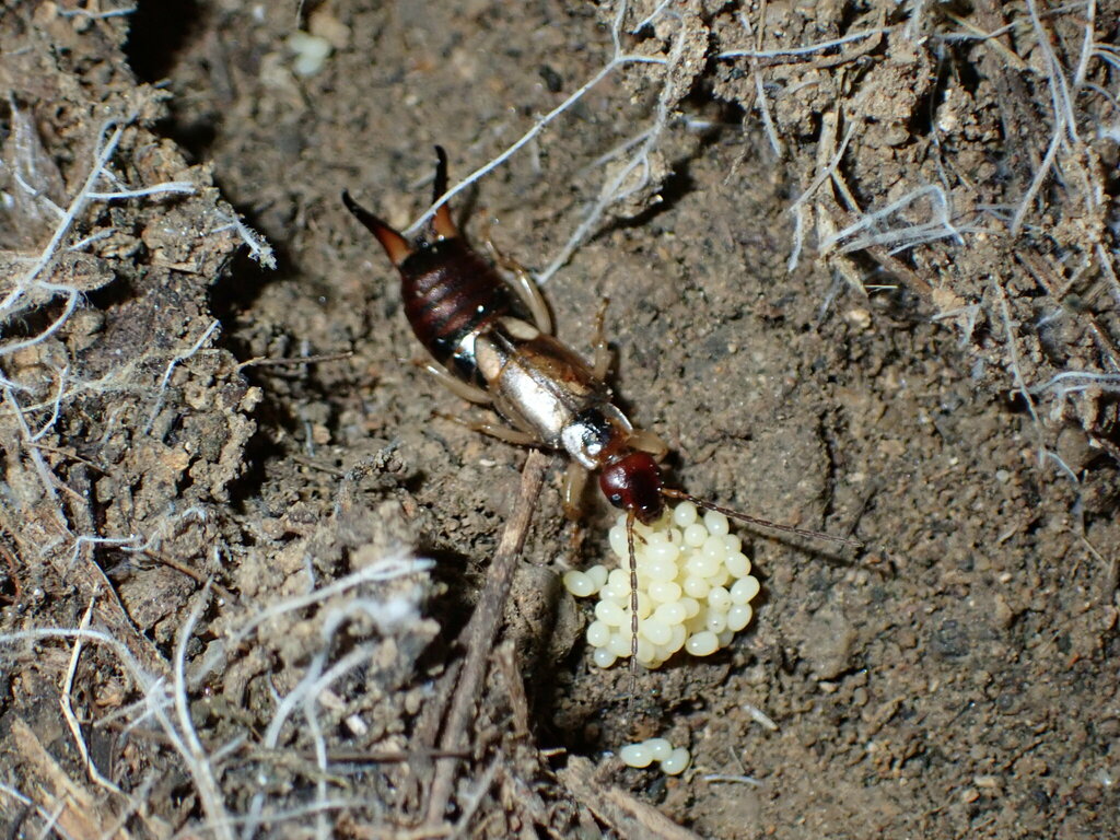 European Earwig from 4235 Monterey Rd, Los Angeles, CA 90032, USA on ...