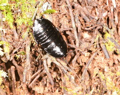 Maoriblatta