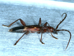 Coptocercus aberrans