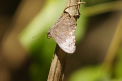 Hamadryas glauconome