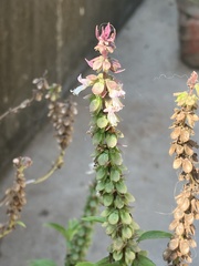Ocimum basilicum