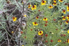 Helenium amarum badium