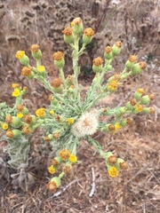 Heterotheca grandiflora