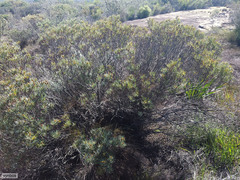 Leucadendron meyerianum