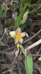 Hibbertia amplexicaulis