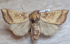 Papaipema harrisii