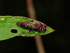 Pergidae
