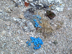 Eritrichium argenteum