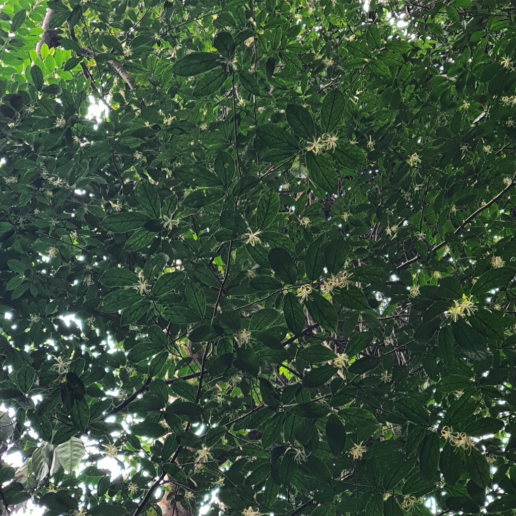 Alangium longiflorum