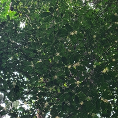 Alangium longiflorum