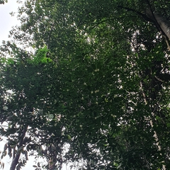 Alangium longiflorum