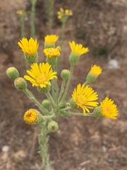 Heterotheca grandiflora