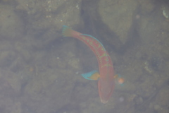Thalassoma trilobatum