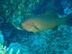 Plectropomus leopardus