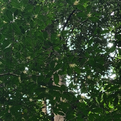 Alangium longiflorum