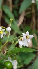 Solanum pubigerum