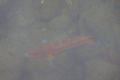 Thalassoma trilobatum
