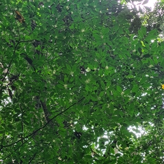 Alangium longiflorum