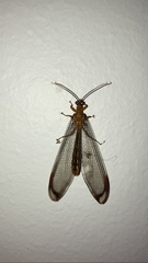 Nymphes