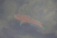 Thalassoma trilobatum