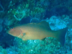 Plectropomus leopardus