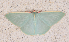 Chlorocoma assimilis