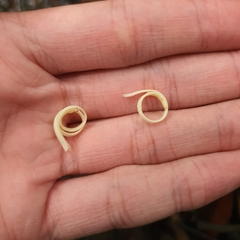 Alangium longiflorum