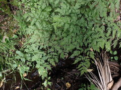 Pteris macilenta