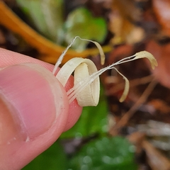 Alangium longiflorum