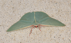 Chlorocoma assimilis