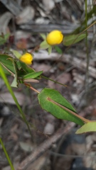 Hibbertia amplexicaulis